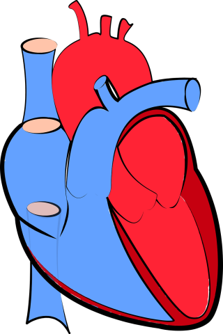 human heart, blood flow, oxygenated and deoxygenated-1700453.jpg